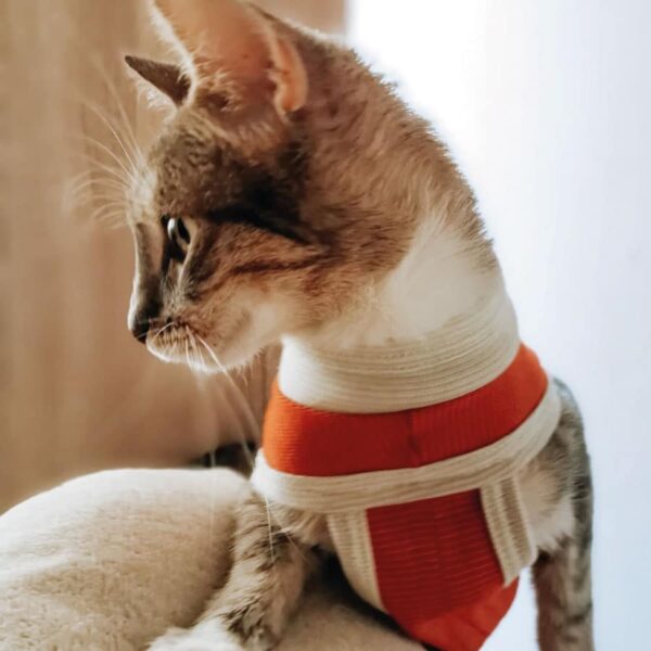Body Post Operatorio con Cobre Perro / Gato Talla 3 (4.5 a 6 Kgs) - Imagen 5