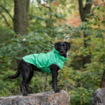 GFPet Impermeable Reversible Verde Small - Imagen 6